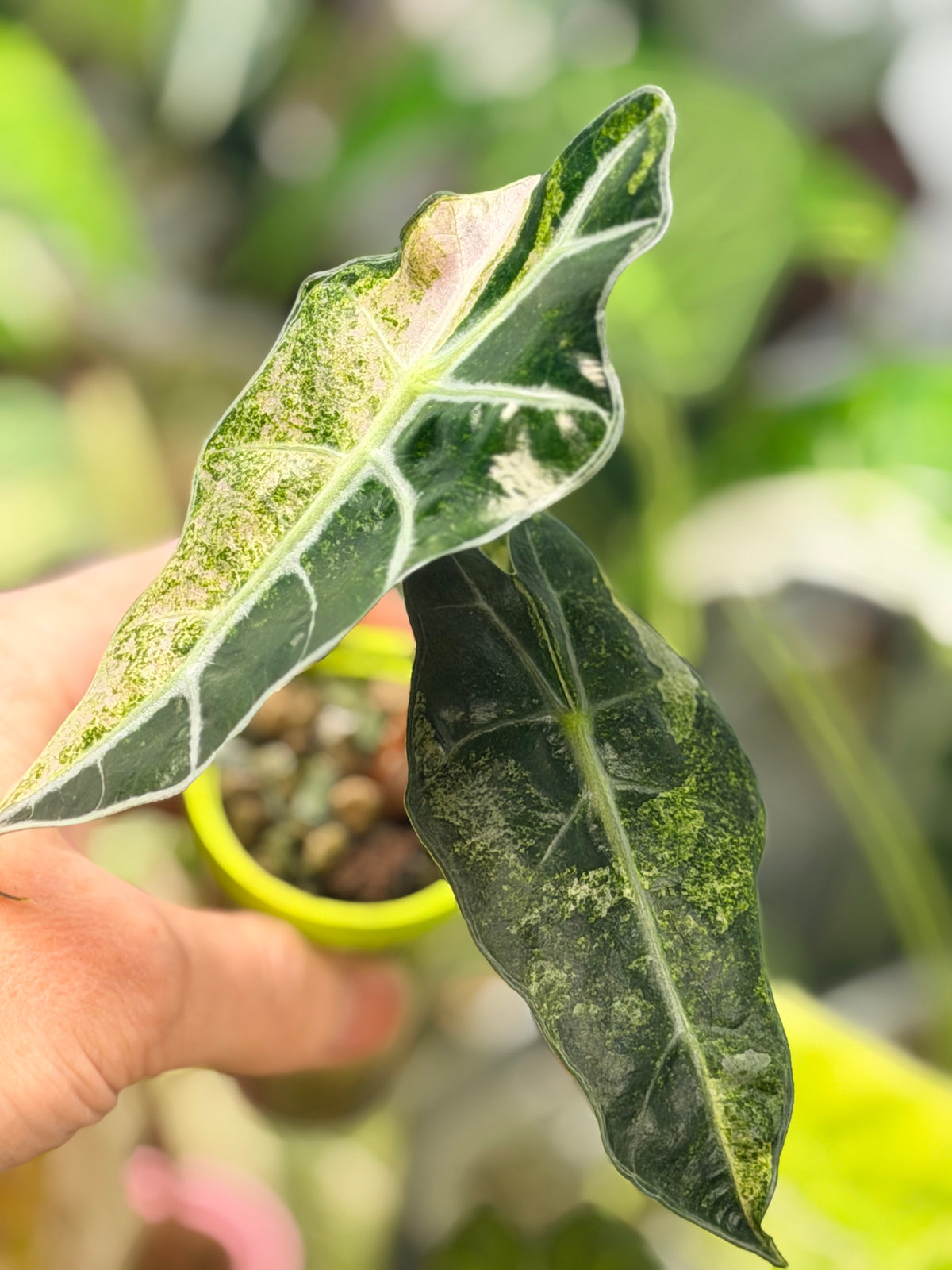 Alocasia 'Polly' Tri-Colour Variegated, pink, yellow and white marbling on arrow-shaped leaves