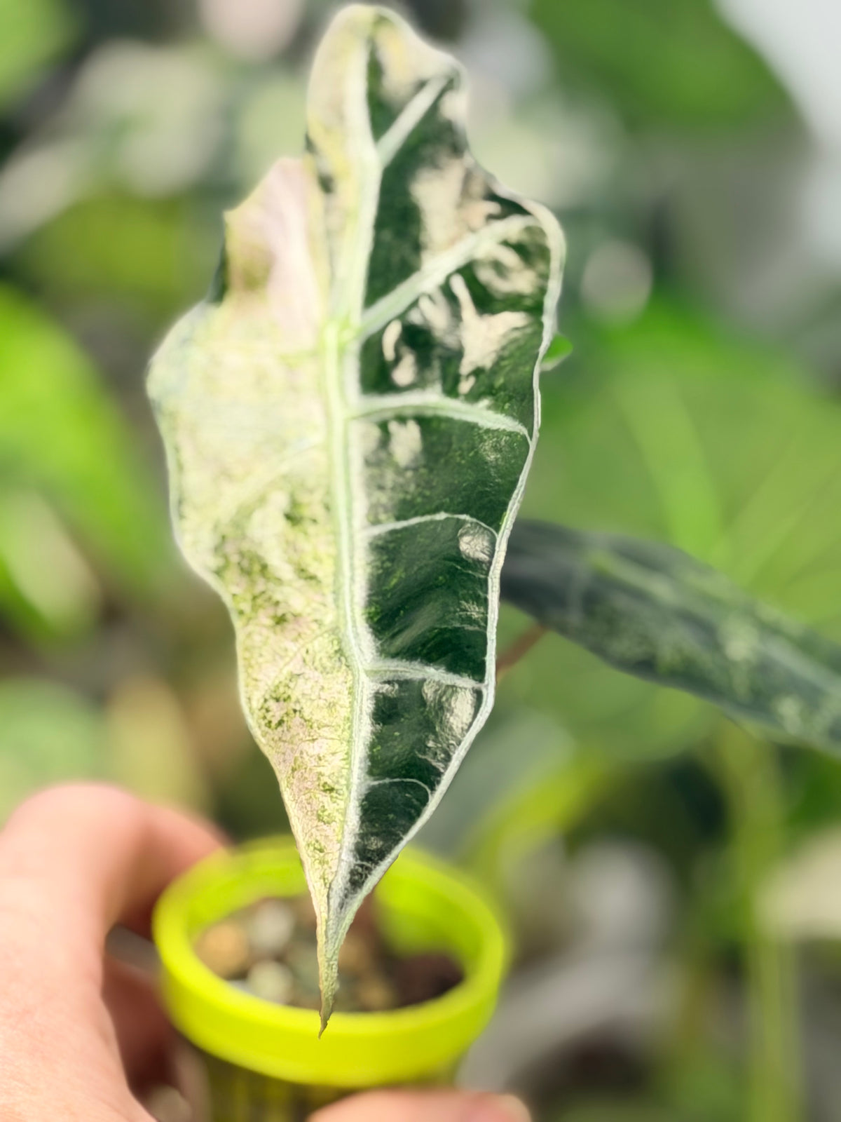 Alocasia 'Polly' Tri-Colour Variegated, pink, yellow and white marbling on arrow-shaped leaves