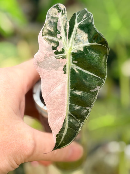 ALOCASIA AMAZONICA PINK VARIEGATED