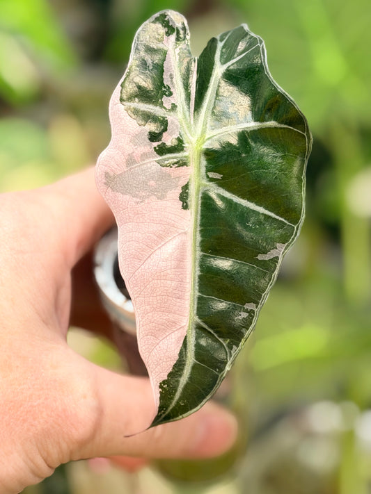 ALOCASIA AMAZONICA PINK VARIEGATED