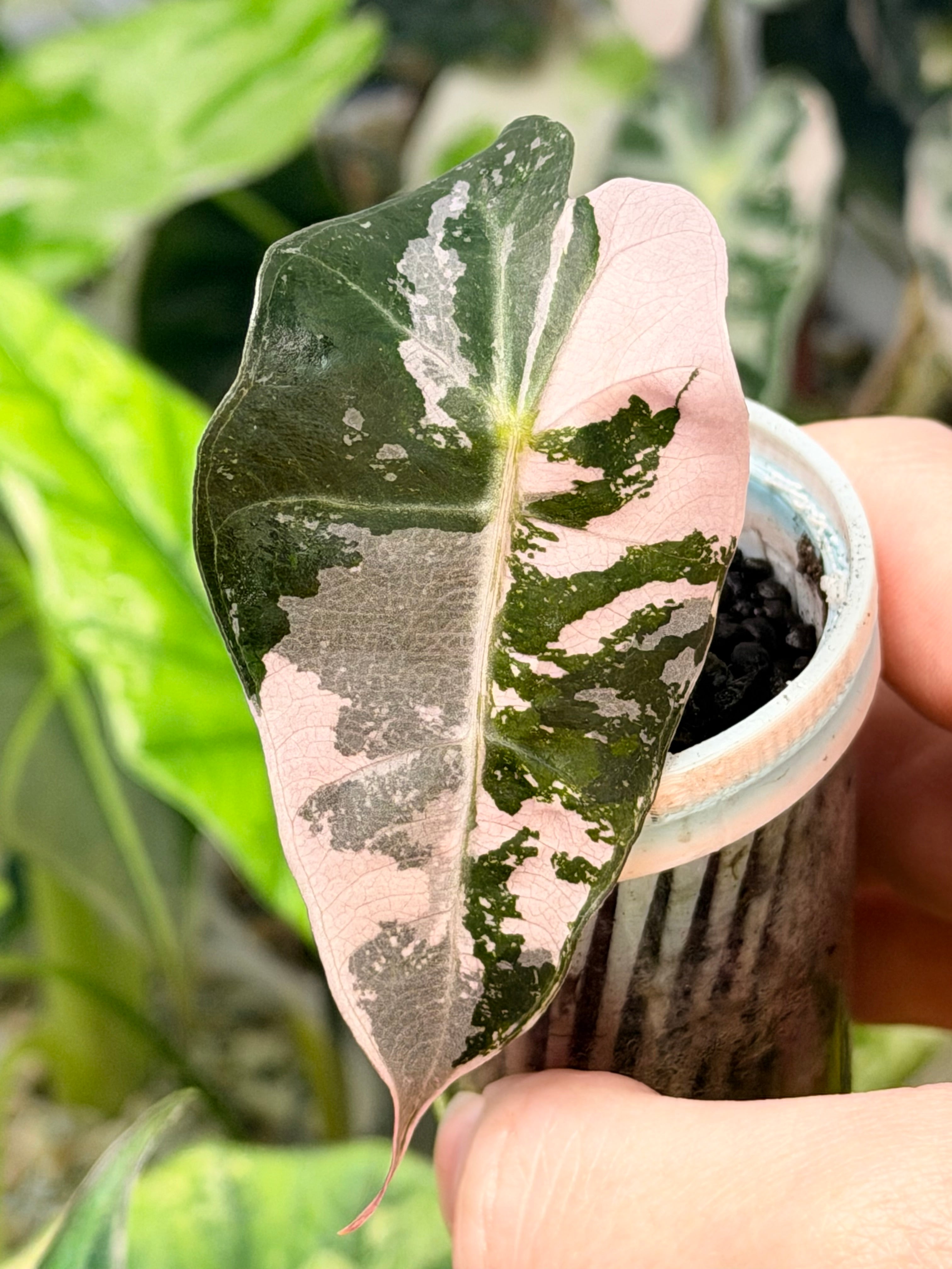 ALOCASIA AMAZONICA PINK VARIEGATED