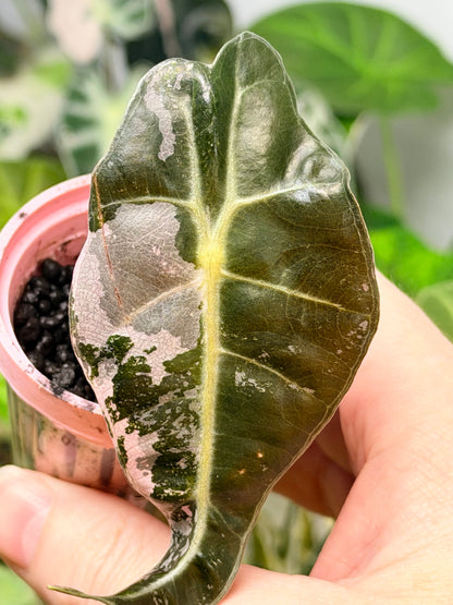 ALOCASIA AMAZONICA PINK VARIEGATED