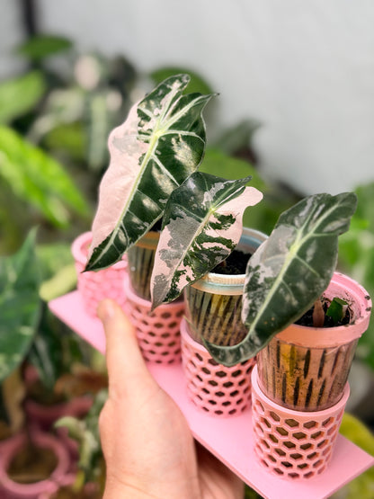 ALOCASIA AMAZONICA PINK VARIEGATED