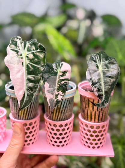 ALOCASIA AMAZONICA PINK VARIEGATED