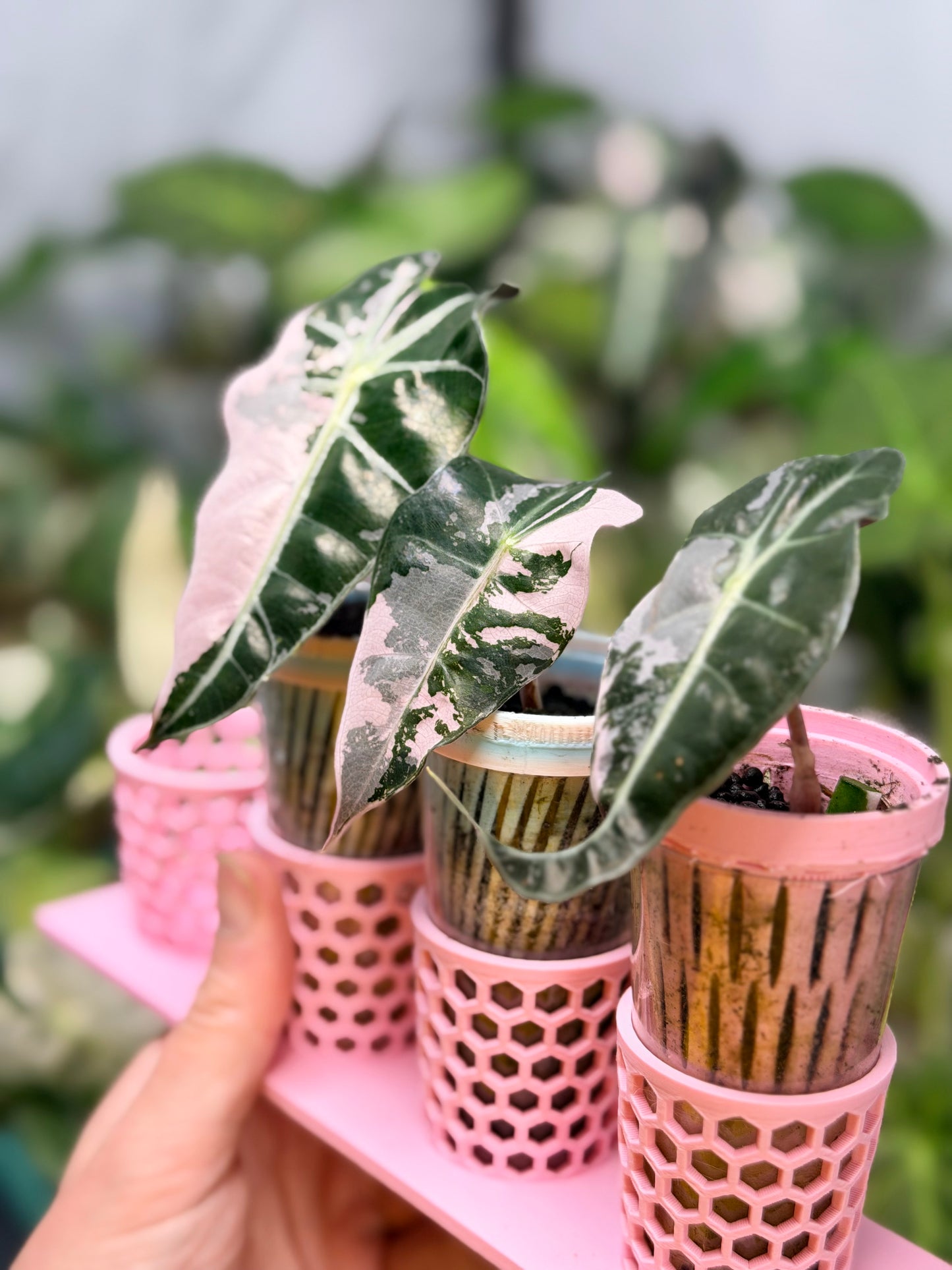 ALOCASIA AMAZONICA PINK VARIEGATED