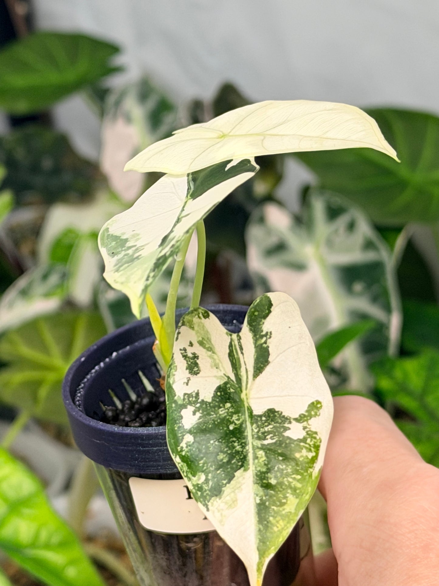 ALOCASIA MICHOLITZIANA ALBO (FRYDEK)