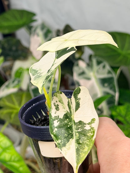 ALOCASIA MICHOLITZIANA ALBO (FRYDEK)
