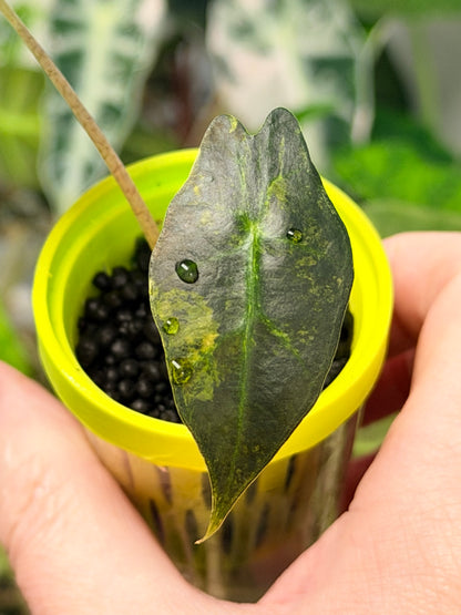 ALOCASIA SANDERIANA AUREA VARIEGATED