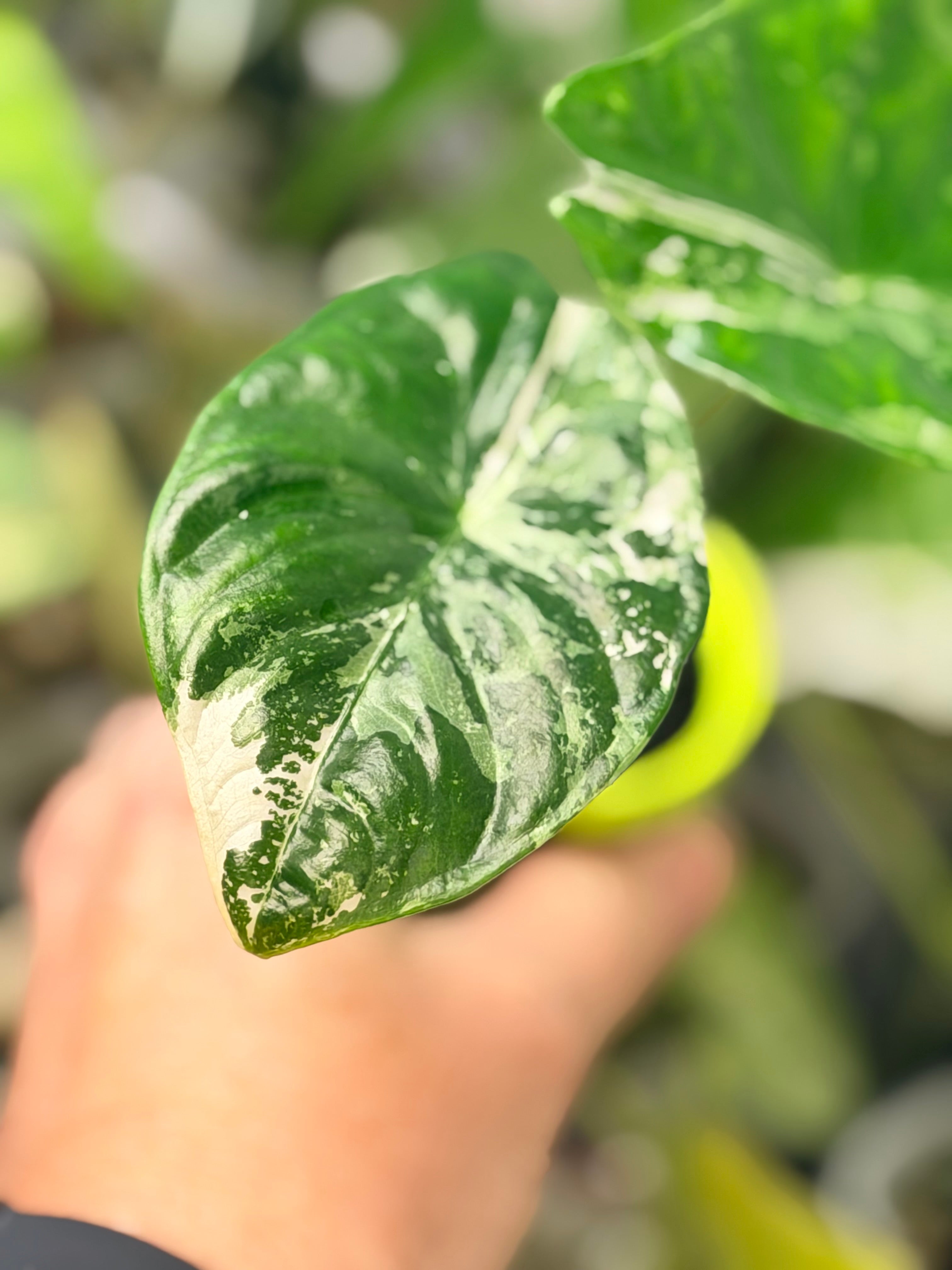 ALOCASIA ACUMINATA ALBO