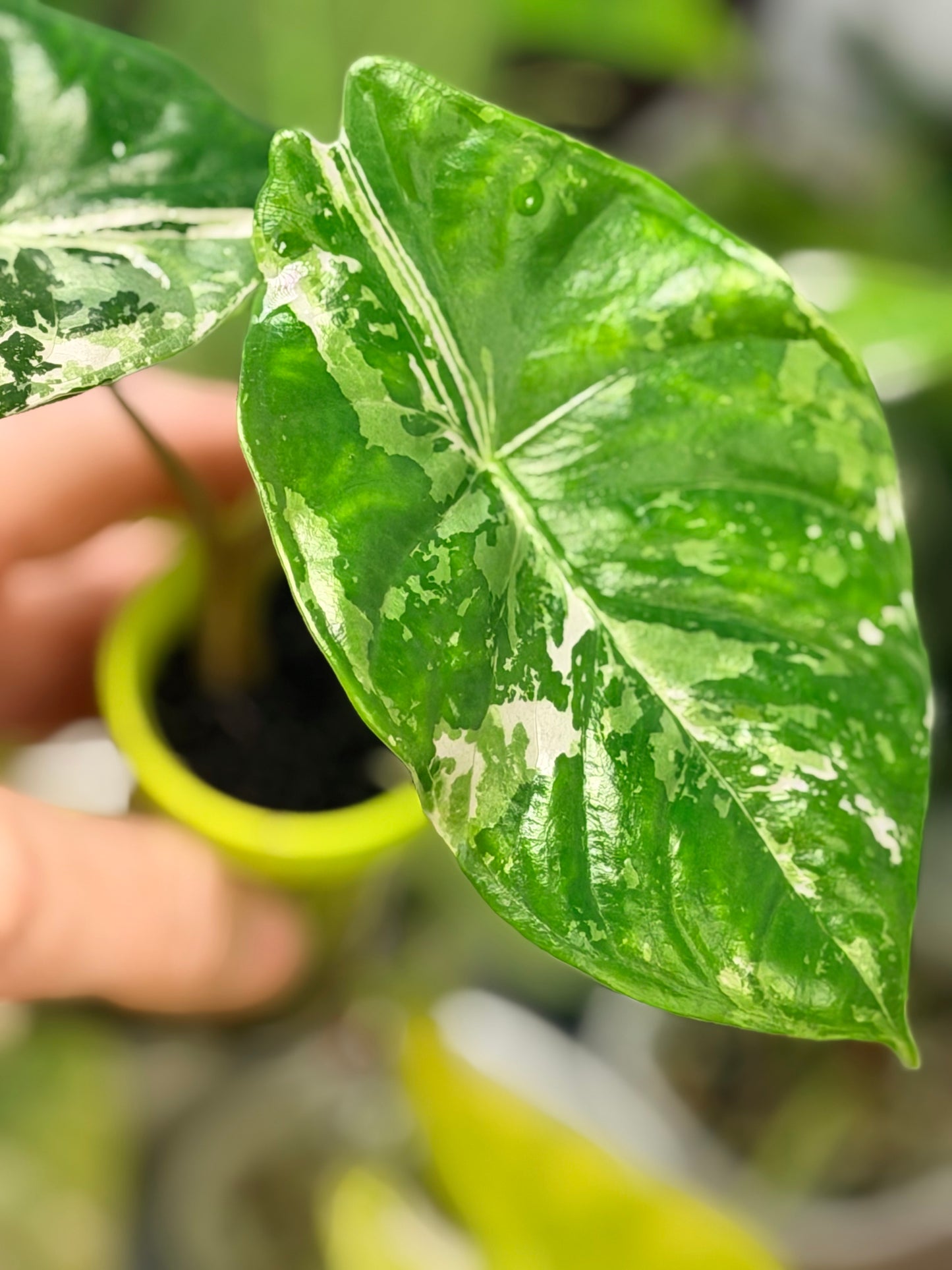 ALOCASIA ACUMINATA ALBO