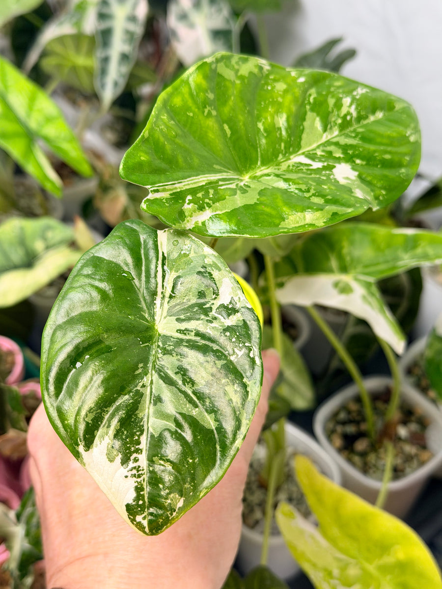 ALOCASIA ACUMINATA ALBO VARIEGATED