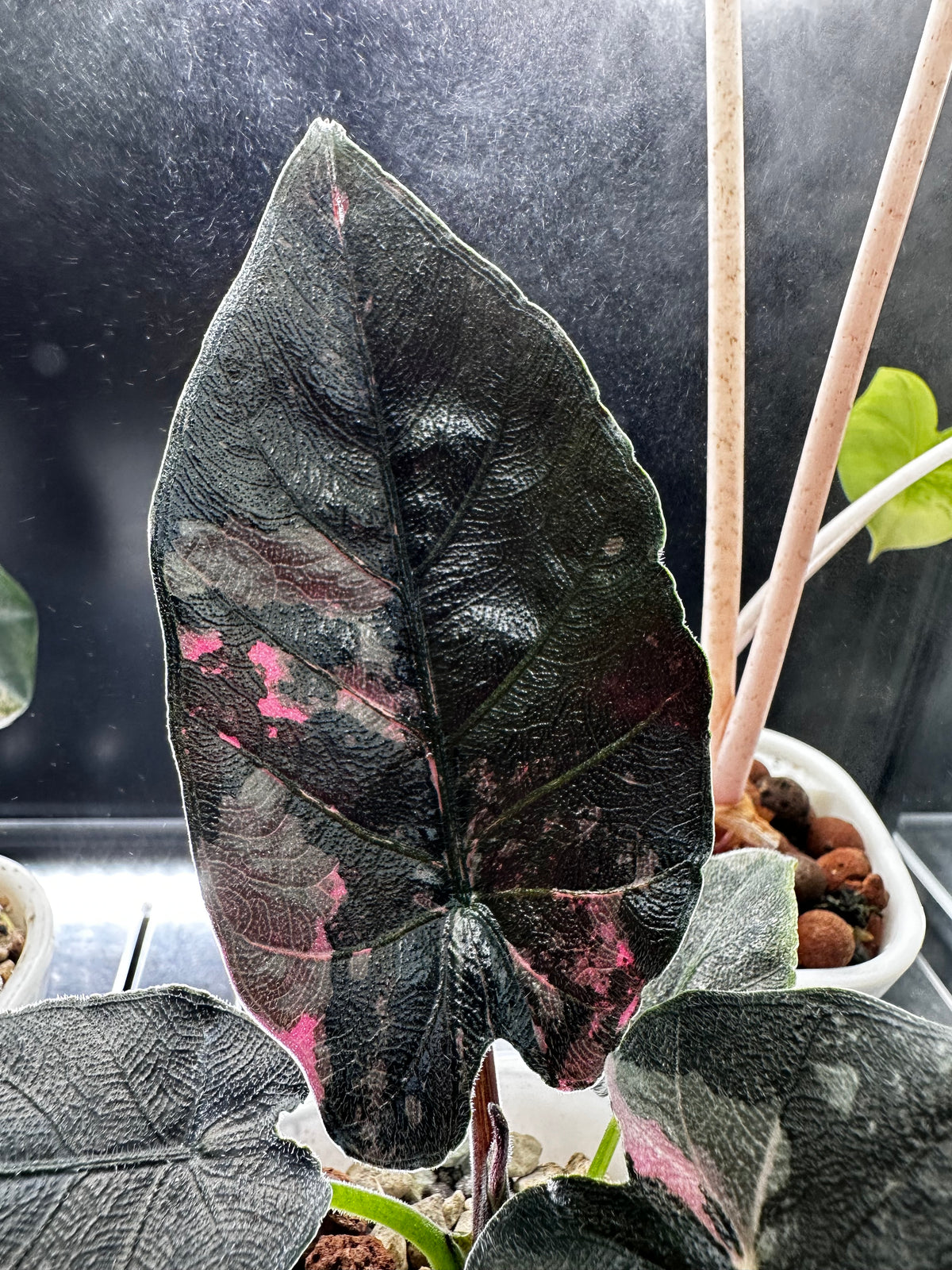 Alocasia 'Antoro Velvet' Pink Variegated, textured velvety leaves with soft pink variegation
