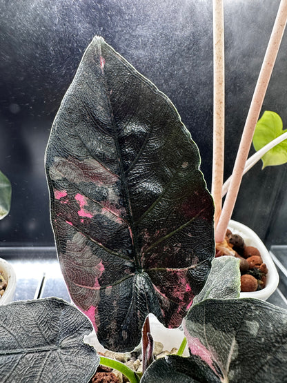 ALOCASIA ANTORO VELVET PINK VARIEGATED