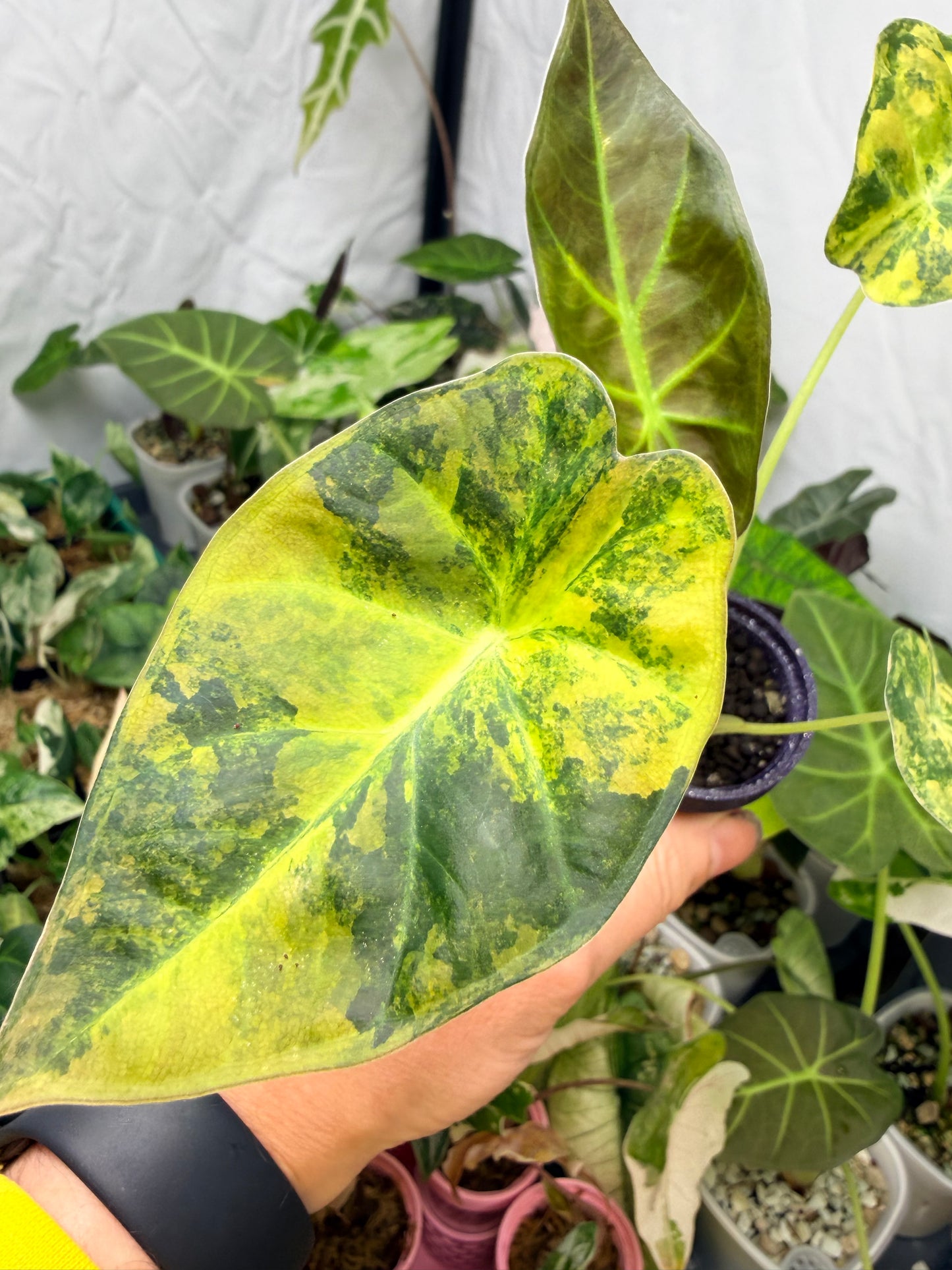 ALOCASIA REGAL SHEILDS AUREA
