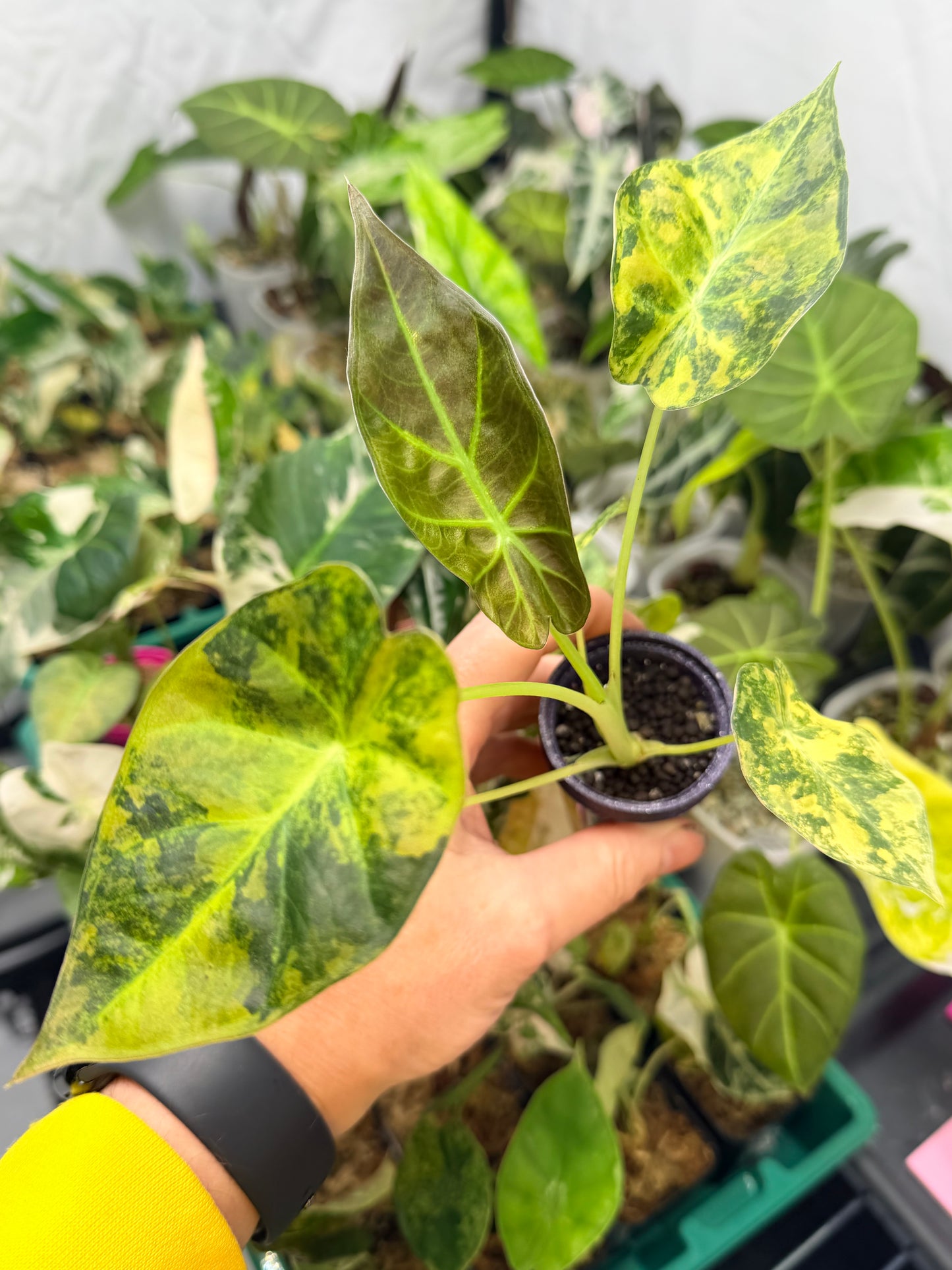 ALOCASIA REGAL SHEILDS AUREA
