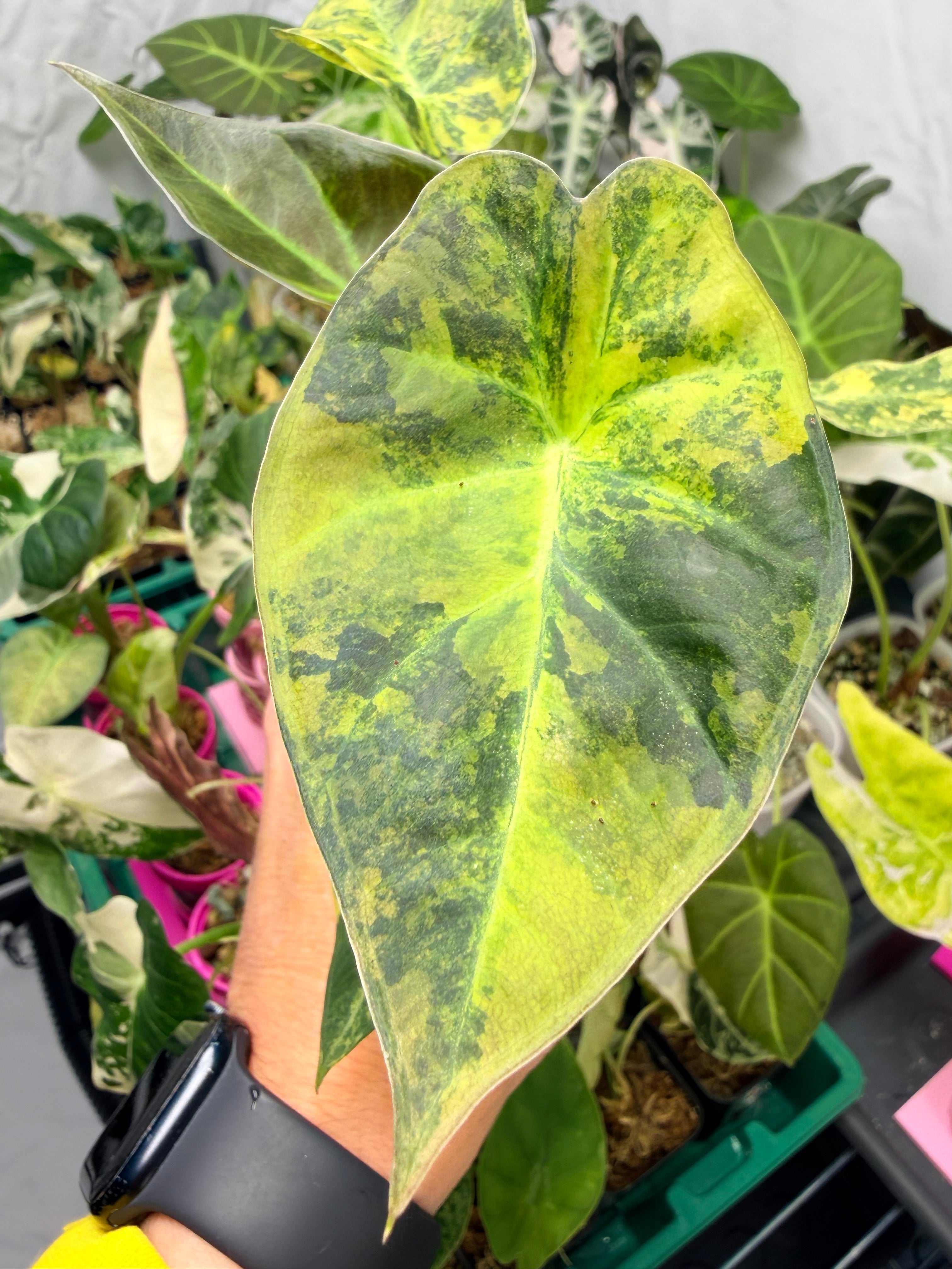 ALOCASIA REGAL SHEILDS AUREA