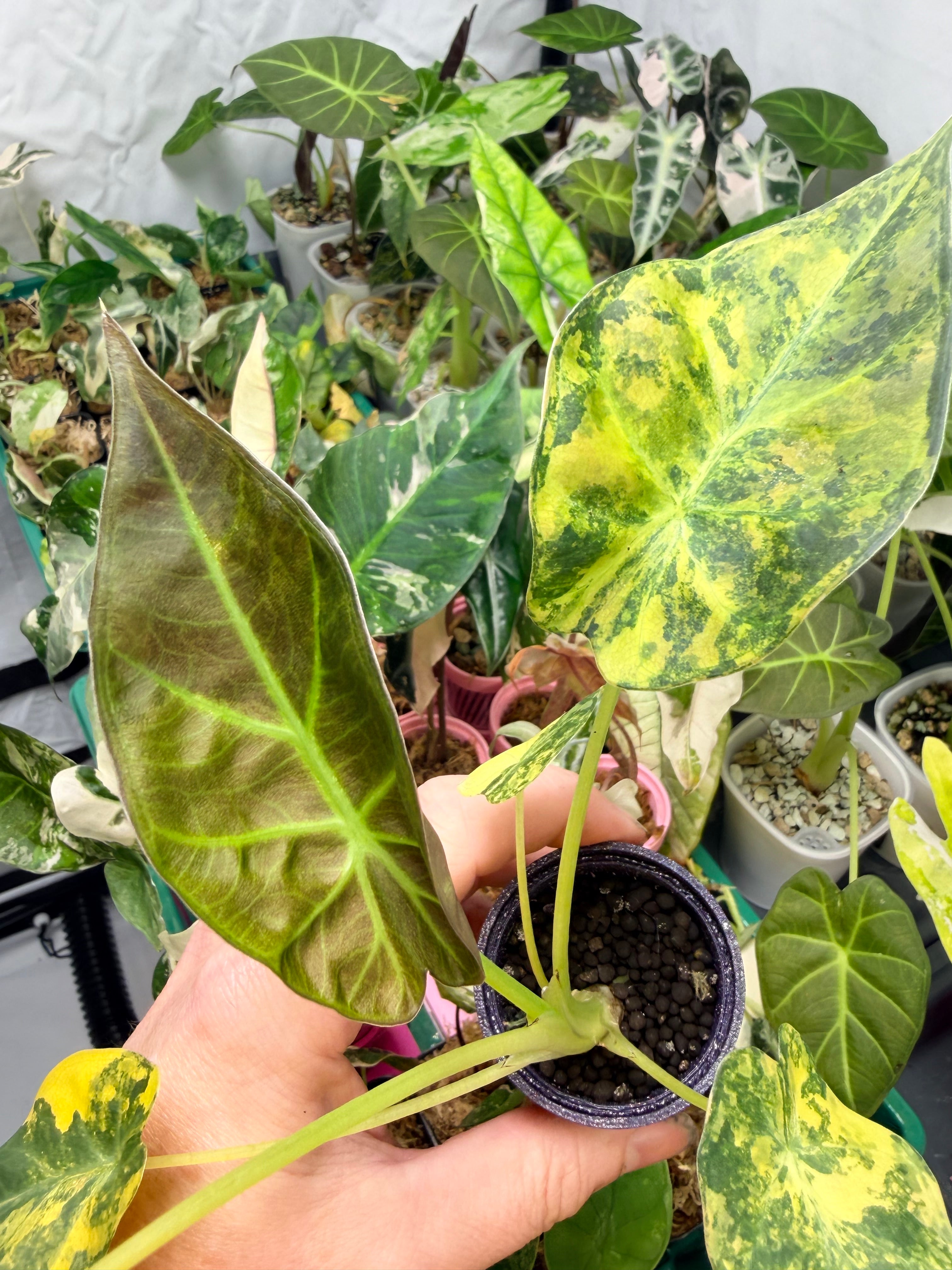 ALOCASIA REGAL SHEILDS AUREA