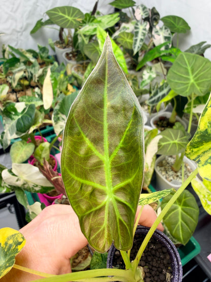 ALOCASIA REGAL SHEILDS AUREA