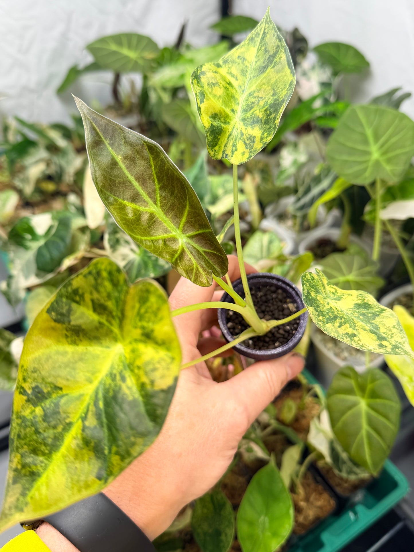 ALOCASIA REGAL SHEILDS AUREA