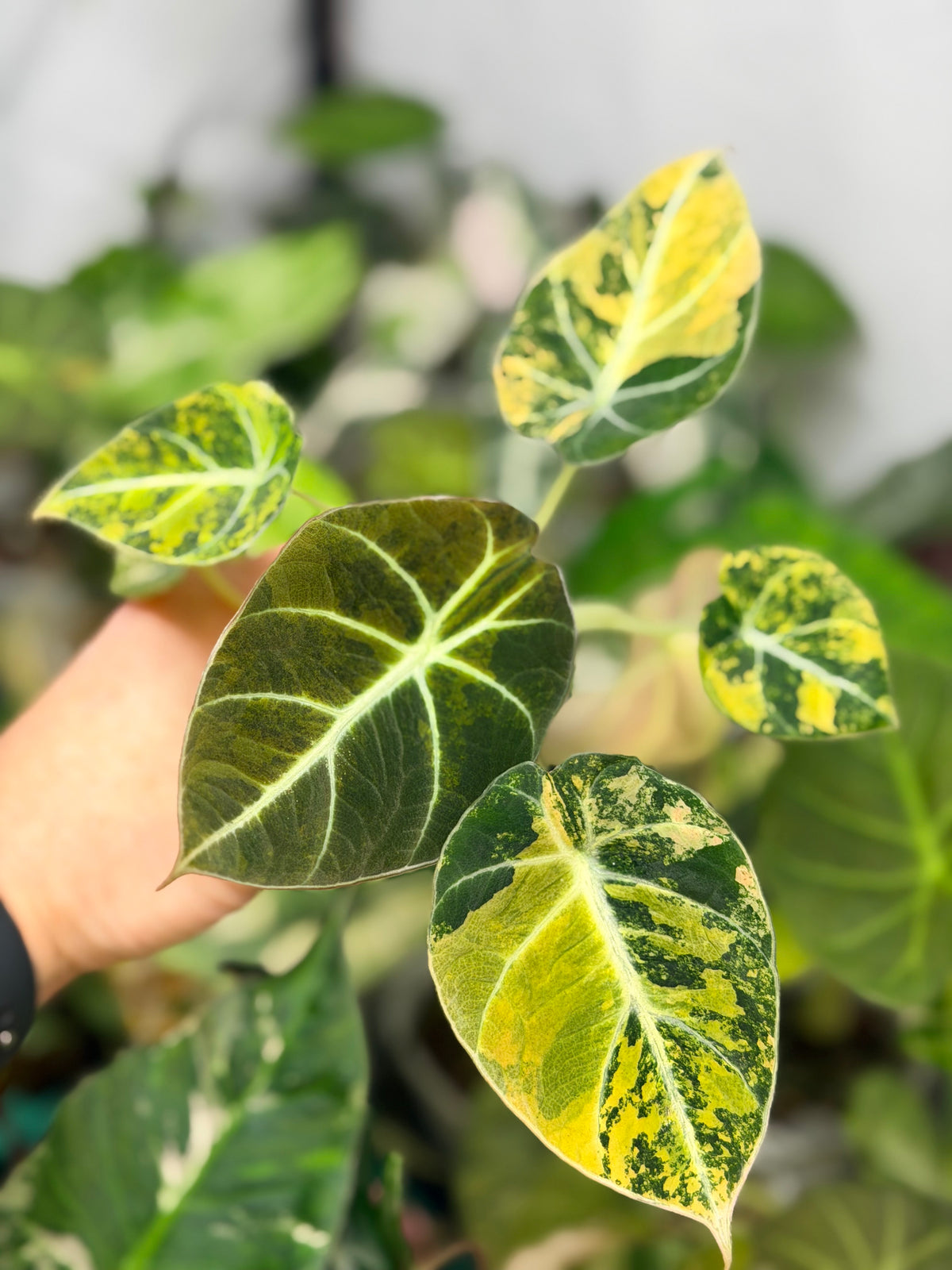Alocasia reginula 'Black Velvet' Gold, golden variegation with pink hues on matte velvet leaves