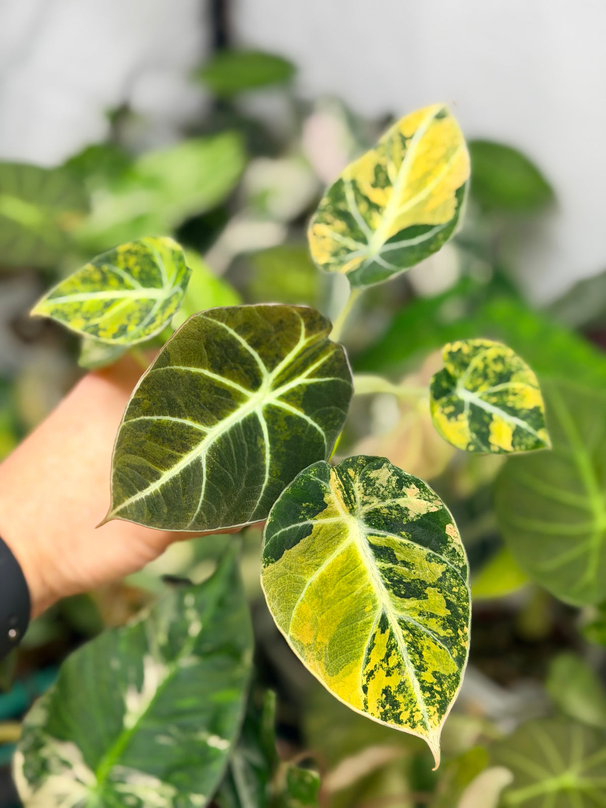 Alocasia reginula 'Black Velvet' Gold, golden variegation with pink hues on matte velvet leaves