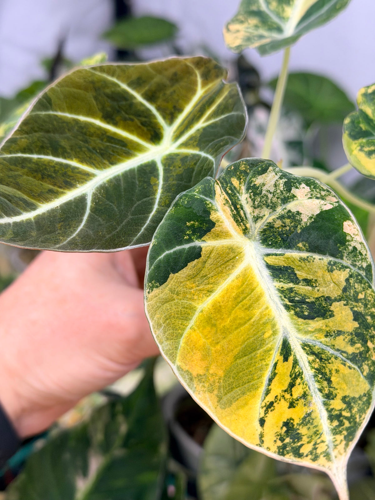 Alocasia reginula 'Black Velvet' Gold, golden variegation with pink hues on matte velvet leaves