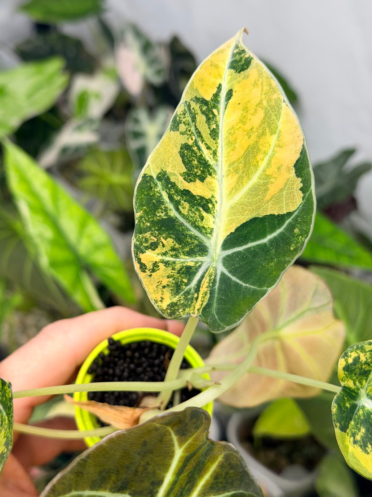 Alocasia reginula 'Black Velvet' Gold, golden variegation with pink hues on matte velvet leaves