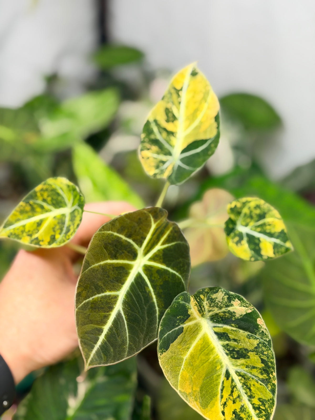 Alocasia reginula 'Black Velvet' Gold, golden variegation with pink hues on matte velvet leaves