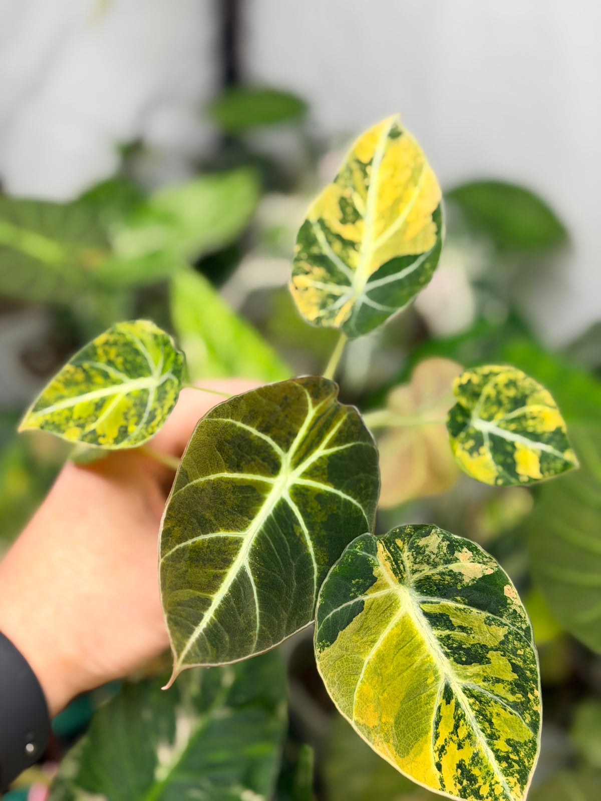 Alocasia reginula 'Black Velvet' Gold, golden variegation with pink hues on matte velvet leaves