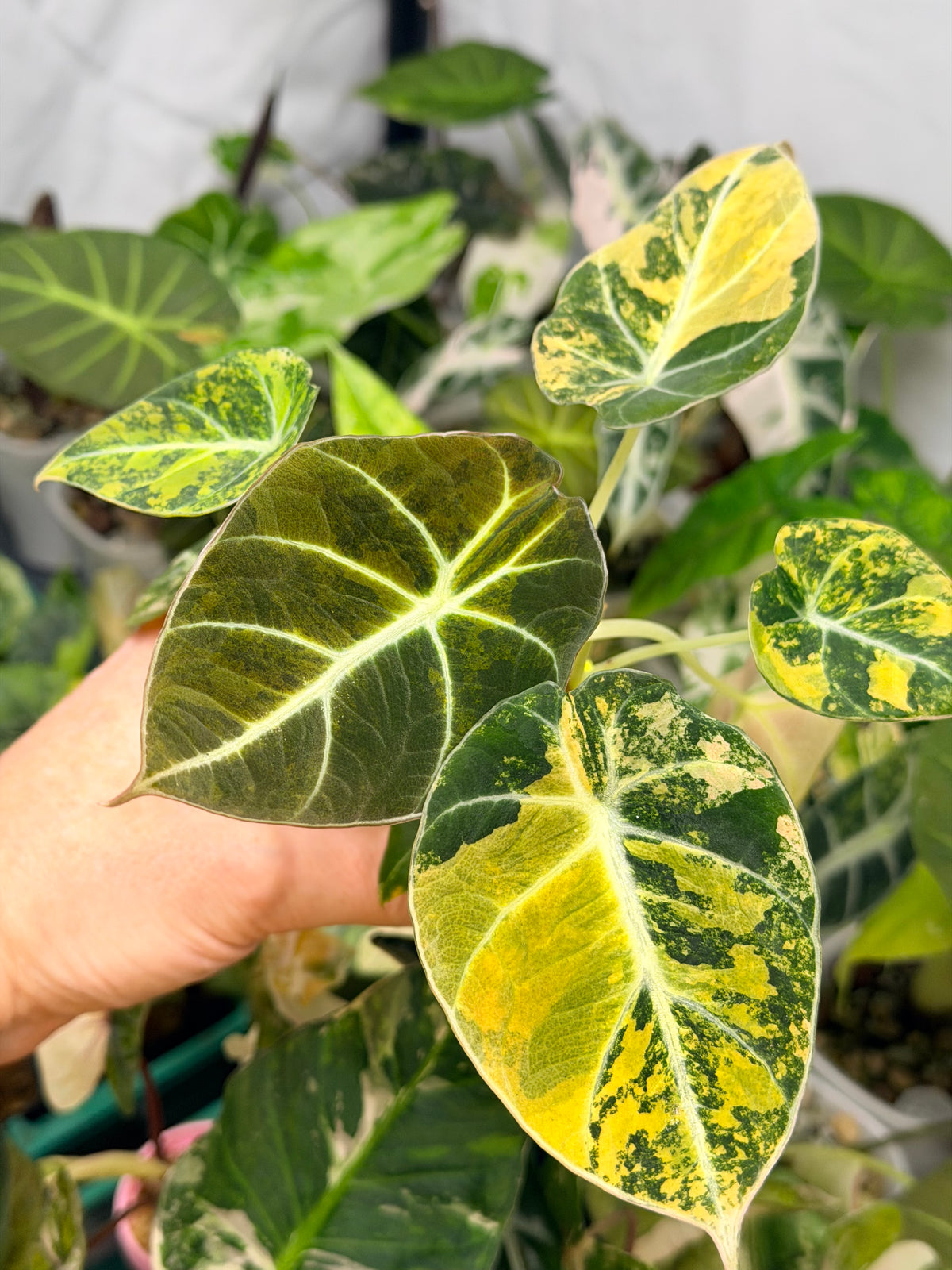 Alocasia reginula 'Black Velvet' Gold, golden variegation with pink hues on matte velvet leaves