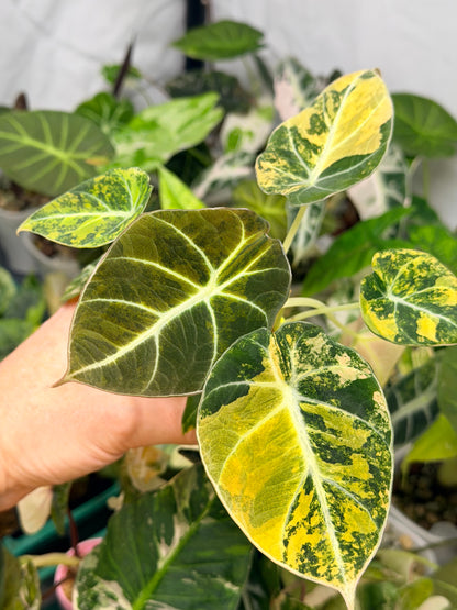 ALOCASIA BLACK VELVET GOLD