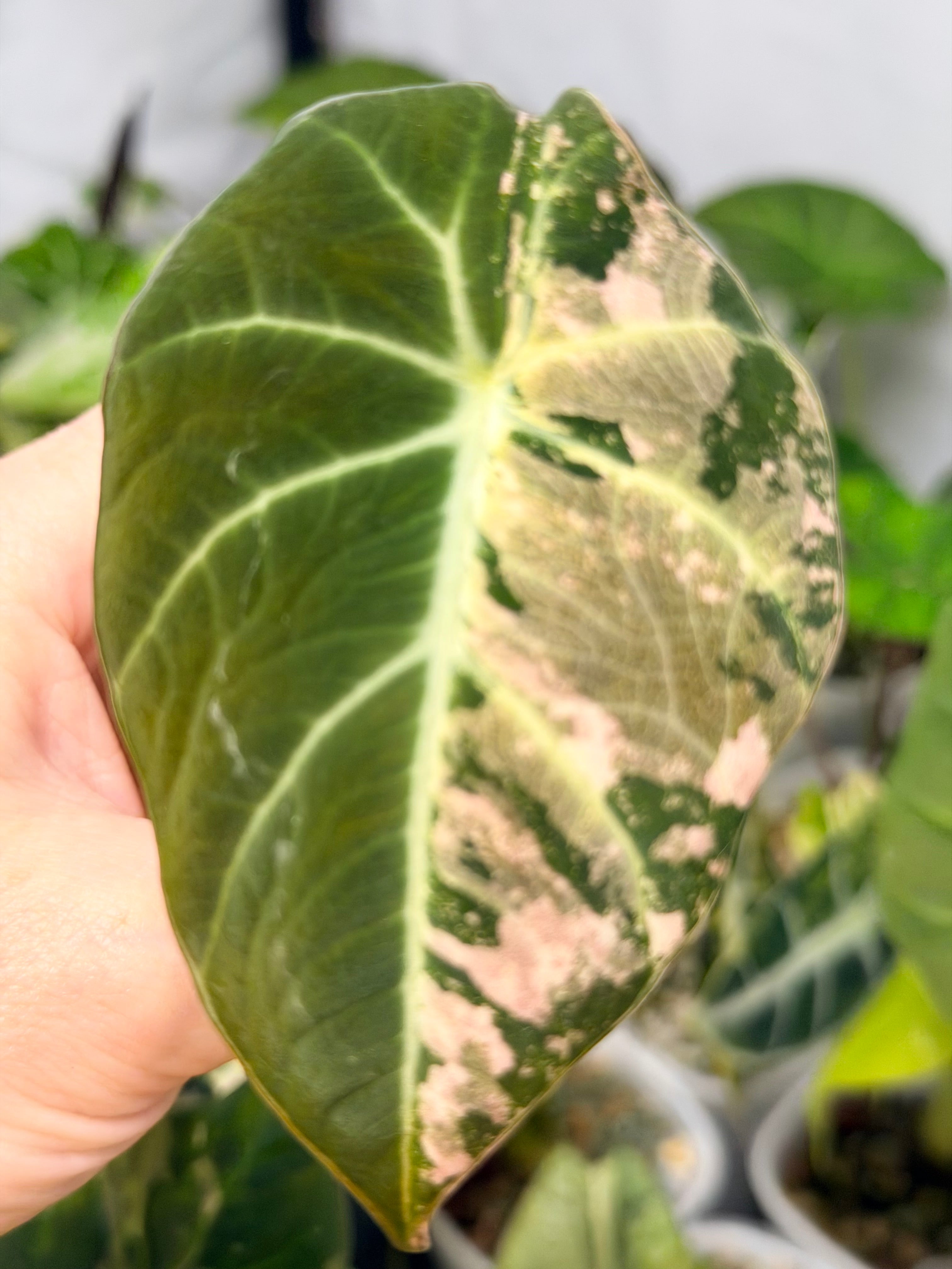 ALOCASIA BLACK VELVET PINK VARIEGATED