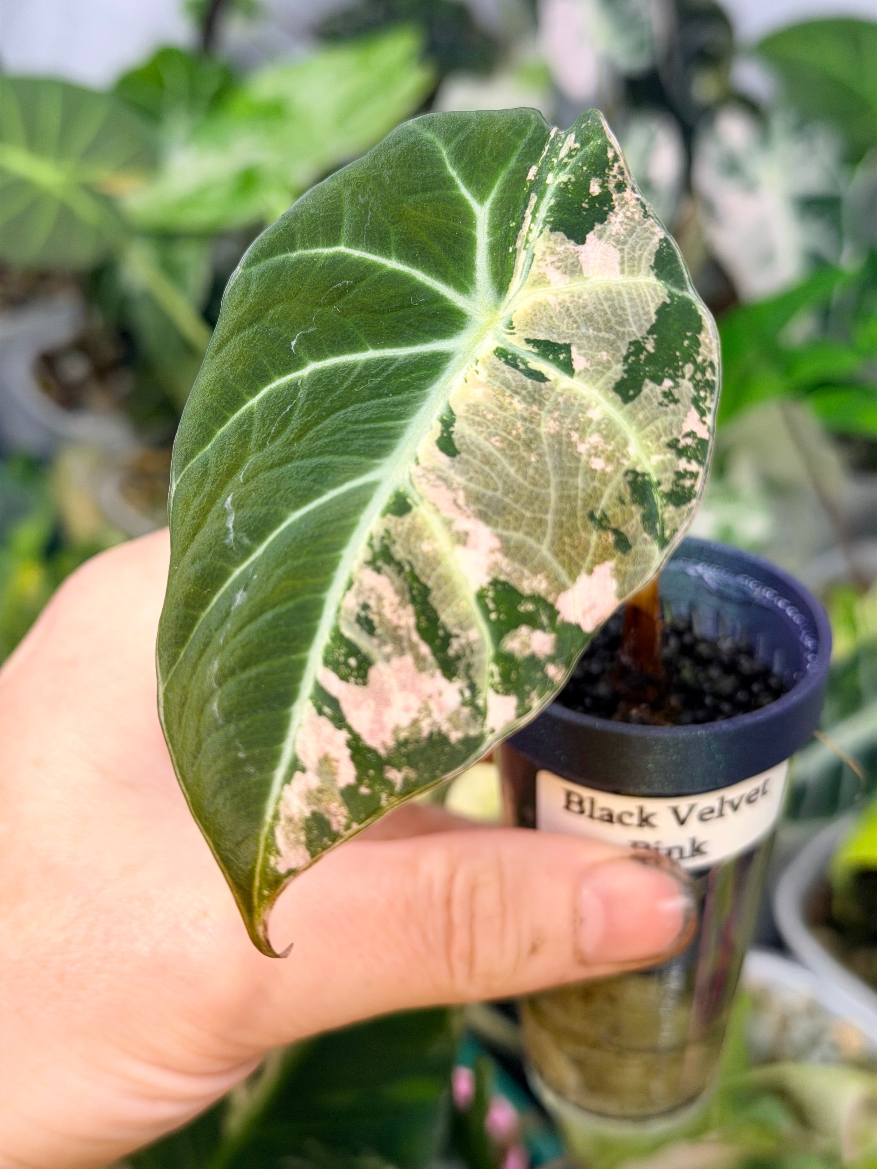 Alocasia Black Velvet Pink Variegated – The Alocasia Company