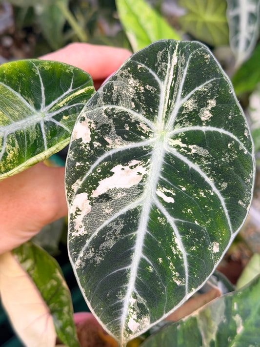 ALOCASIA NINJA PINK VARIEGATED