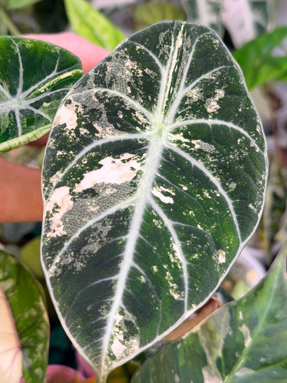 ALOCASIA NINJA PINK VARIEGATED