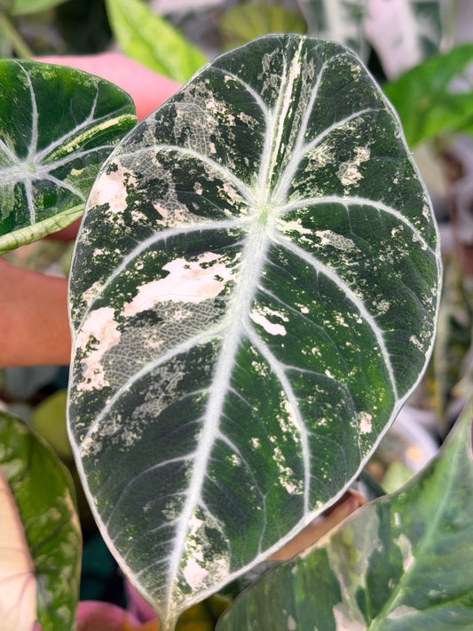 ALOCASIA NINJA PINK VARIEGATED