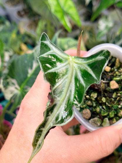 ALOCASIA LOCO
