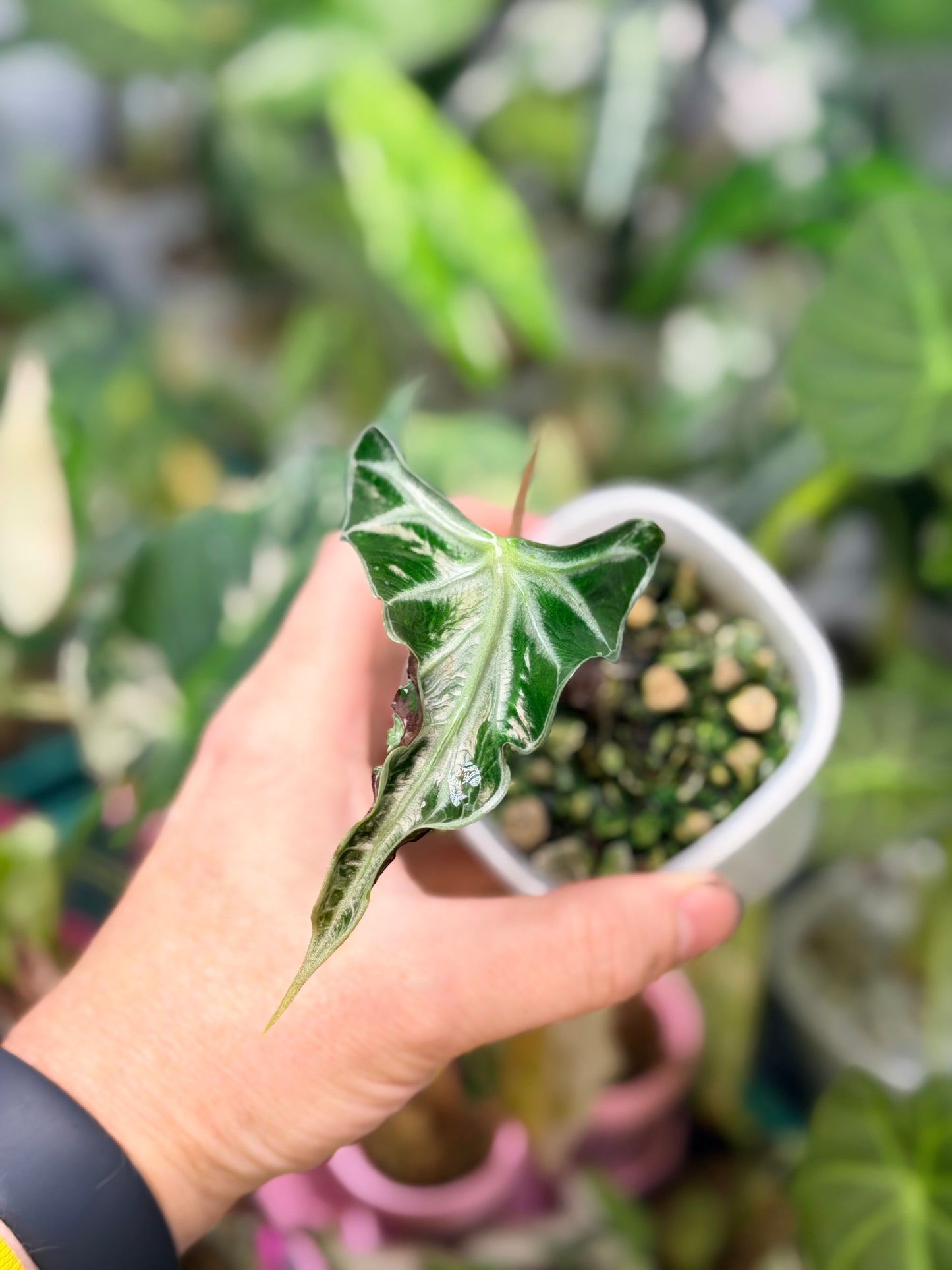ALOCASIA LOCO