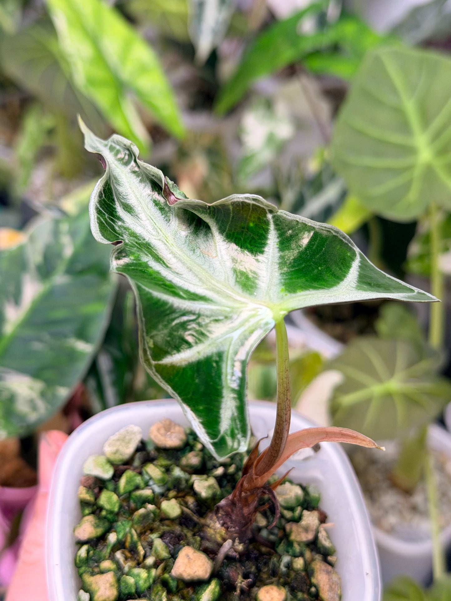 ALOCASIA LOCO