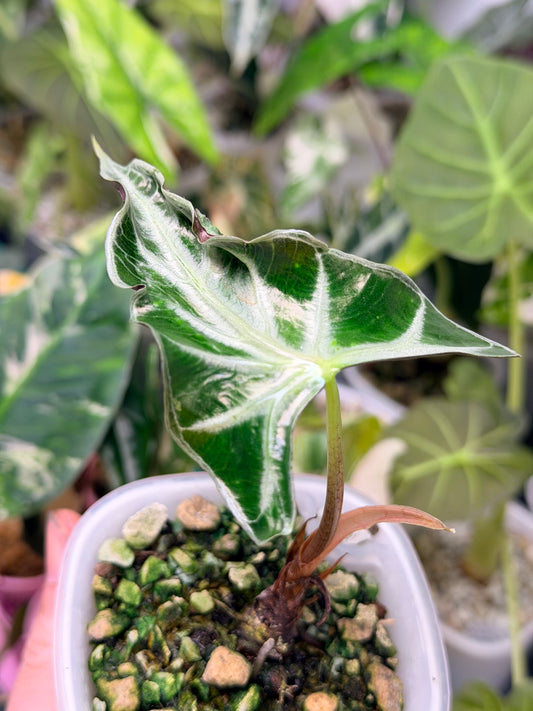 ALOCASIA LOCO