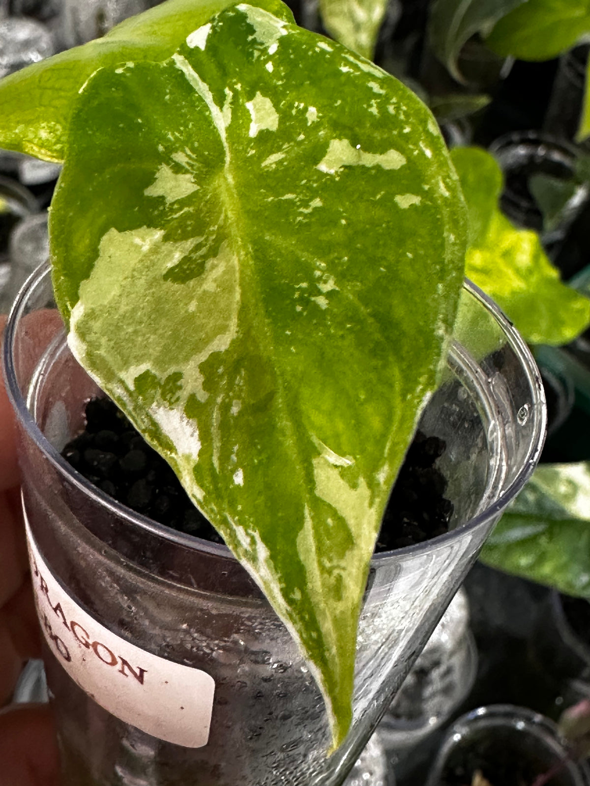Alocasia 'Pink Dragon' Albo, white and pink variegation on glossy leaves with rosy-pink stems
