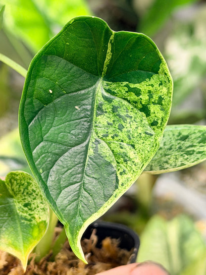 ALOCASIA DRAGON SCALE MARBLE MINT
