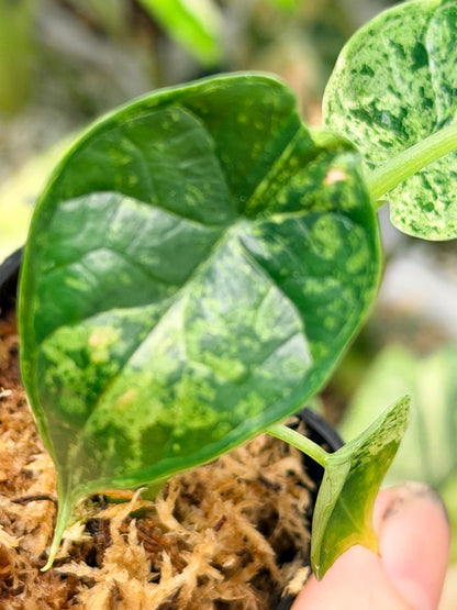 ALOCASIA DRAGON SCALE MARBLE MINT