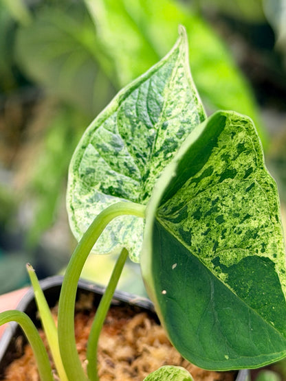 ALOCASIA DRAGON SCALE MARBLE MINT