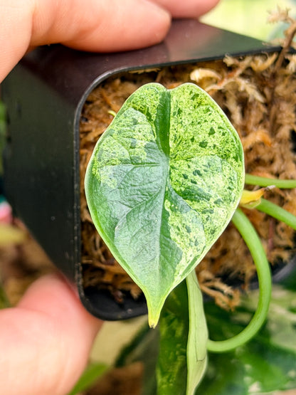 ALOCASIA DRAGON SCALE MARBLE MINT