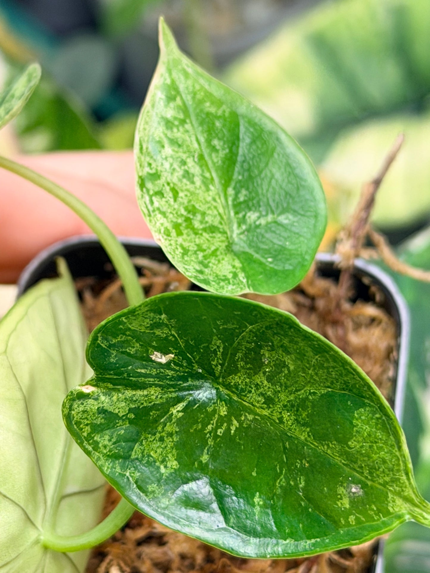 ALOCASIA DRAGON SCALE MARBLE MINT