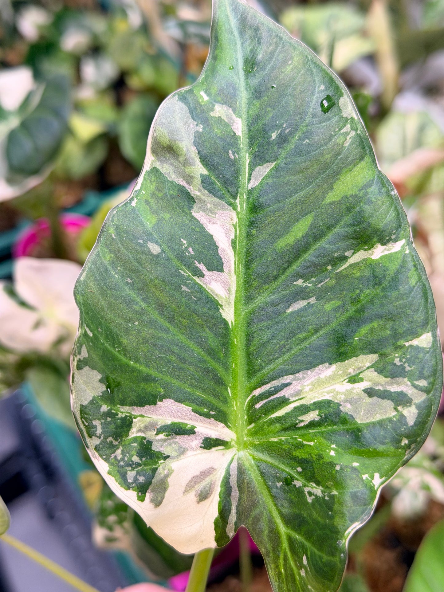 ALOCASIA REGAL SHIELDS ALBO MINT VARIEGATED