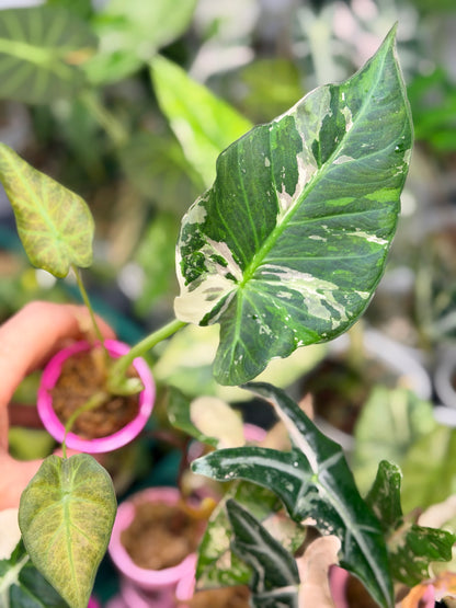 ALOCASIA REGAL SHIELDS ALBO MINT VARIEGATED