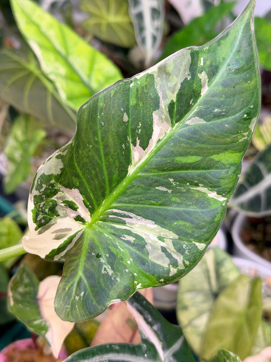 ALOCASIA REGAL SHIELDS ALBO MINT VARIEGATED