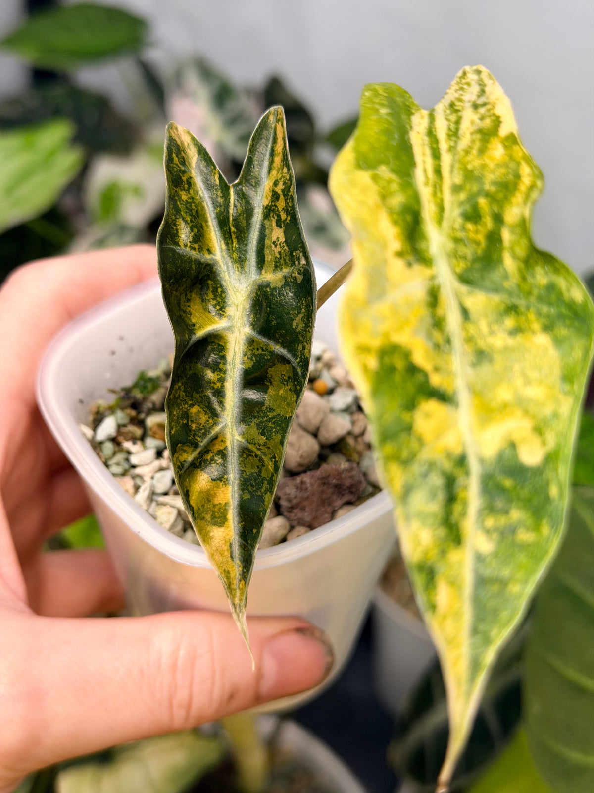 Alocasia sanderiana Aurea Variegated, yellow-gold sectors across deeply lobed kris-edged leaves